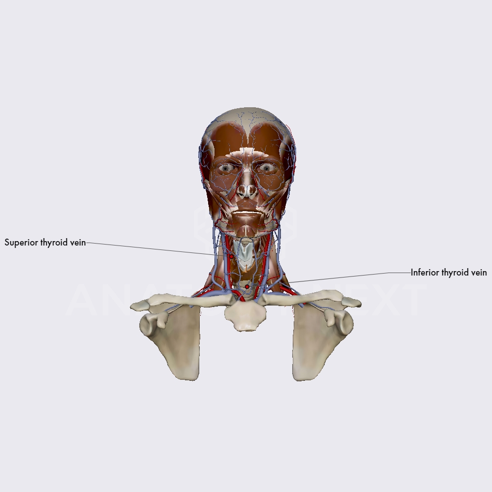 Superior and inferior thyroid vein
